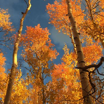 Aspen trees at golden hour
