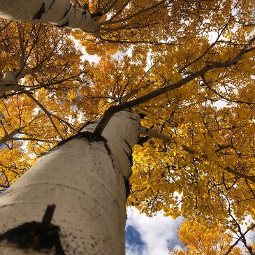 Aspen trees in fall
